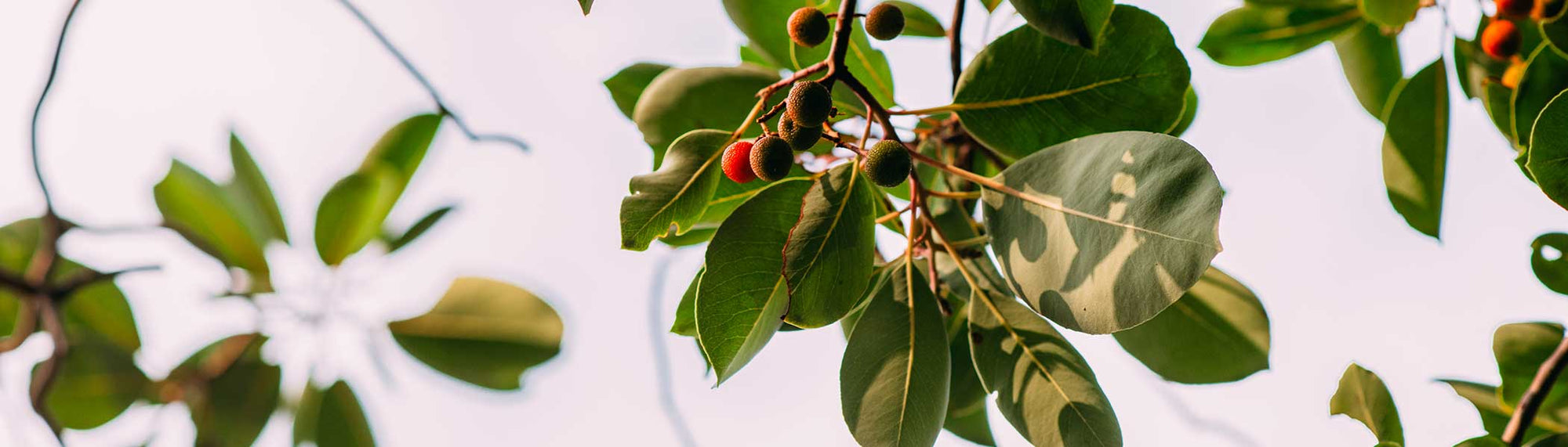 Sandalwood Oil: The Natural Mood Enhancer